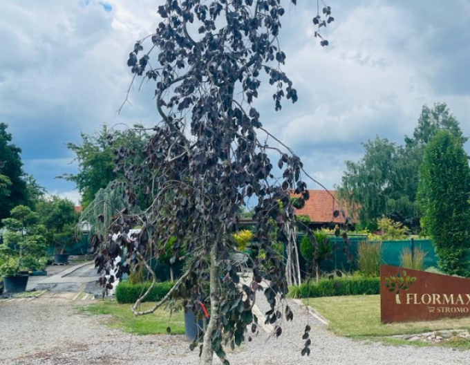 Buk lesný "Purple Fontaine"